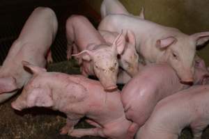 Agression injuries on piglets - Captured at Saltlake pork, Lochiel SA Australia.