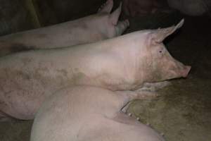 Group housing - Captured at Saltlake pork, Lochiel SA Australia.