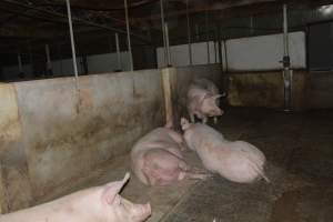 Group housing - Captured at Saltlake pork, Lochiel SA Australia.