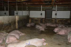 Group housing - Captured at Saltlake pork, Lochiel SA Australia.