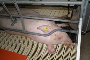 Sow in farrowing crate - Captured at Saltlake pork, Lochiel SA Australia.