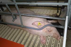 Sow in farrowing crate - Captured at Saltlake pork, Lochiel SA Australia.