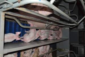 Farrowing crates - Captured at Saltlake pork, Lochiel SA Australia.