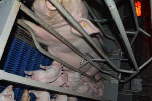 Sow in farrowing crate - Captured at Saltlake pork, Lochiel SA Australia.
