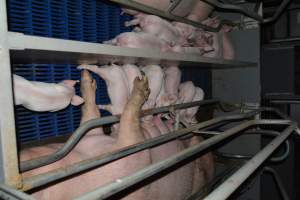 Farrowing crates - Captured at Saltlake pork, Lochiel SA Australia.