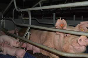 Farrowing crates - Captured at Saltlake pork, Lochiel SA Australia.