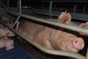 Farrowing crates - Captured at Saltlake pork, Lochiel SA Australia.