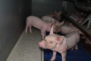 Piglets in farrowing crates - Captured at Saltlake pork, Lochiel SA Australia.