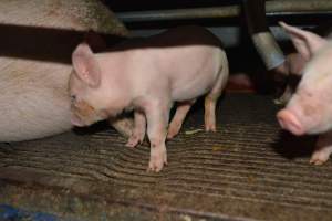 Piglet in farrowing crate - Captured at Saltlake pork, Lochiel SA Australia.