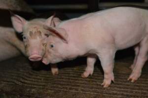 Piglets in farrowing crate - Captured at Saltlake pork, Lochiel SA Australia.