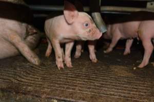 Piglets in farrowing crate - Captured at Saltlake pork, Lochiel SA Australia.