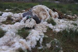 Dead ewe in paddock - Captured at SA.