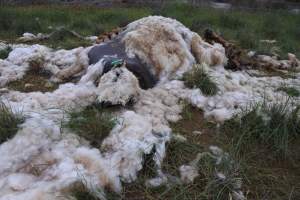 Dead ewe in paddock - Captured at SA.