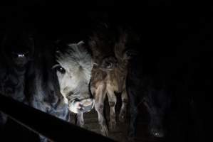 Cattle waiting in slaughterhouse holding pens - Captured at Gathercole's Carrum Downs Abattoir, Carrum Downs VIC Australia.