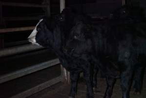 Cattle waiting in slaughterhouse holding pens - Captured at Gathercole's Carrum Downs Abattoir, Carrum Downs VIC Australia.