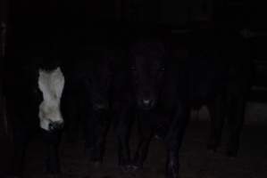 Cattle waiting in slaughterhouse holding pens - Captured at Gathercole's Carrum Downs Abattoir, Carrum Downs VIC Australia.