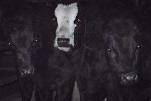 Cattle waiting in slaughterhouse holding pens - Captured at Gathercole's Carrum Downs Abattoir, Carrum Downs VIC Australia.