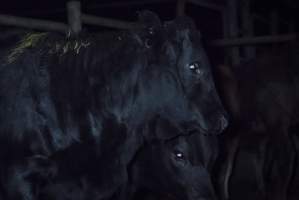 Cattle waiting in slaughterhouse holding pens - Captured at Gathercole's Carrum Downs Abattoir, Carrum Downs VIC Australia.