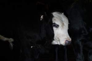 Cattle waiting in slaughterhouse holding pens - Captured at Gathercole's Carrum Downs Abattoir, Carrum Downs VIC Australia.