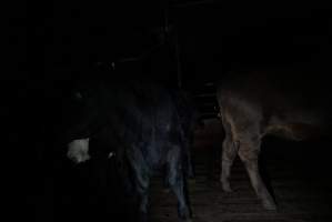 Cattle waiting in slaughterhouse holding pens - Captured at Gathercole's Carrum Downs Abattoir, Carrum Downs VIC Australia.