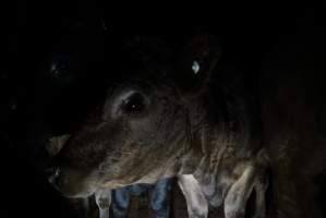 Cattle waiting in slaughterhouse holding pens - Captured at Gathercole's Carrum Downs Abattoir, Carrum Downs VIC Australia.