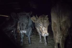 Cattle waiting in slaughterhouse holding pens - Captured at Gathercole's Carrum Downs Abattoir, Carrum Downs VIC Australia.