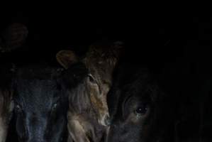 Cattle waiting in slaughterhouse holding pens - Captured at Gathercole's Carrum Downs Abattoir, Carrum Downs VIC Australia.