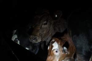 Cattle waiting in slaughterhouse holding pens - Captured at Gathercole's Carrum Downs Abattoir, Carrum Downs VIC Australia.