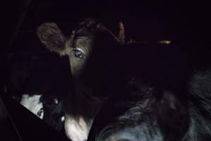 Cattle waiting in slaughterhouse holding pens - Captured at Gathercole's Carrum Downs Abattoir, Carrum Downs VIC Australia.