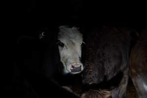 Cattle waiting in slaughterhouse holding pens - Captured at Gathercole's Carrum Downs Abattoir, Carrum Downs VIC Australia.