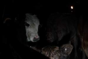 Cattle waiting in slaughterhouse holding pens - Captured at Gathercole's Carrum Downs Abattoir, Carrum Downs VIC Australia.