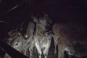 Cattle waiting in slaughterhouse holding pens - Captured at Gathercole's Carrum Downs Abattoir, Carrum Downs VIC Australia.