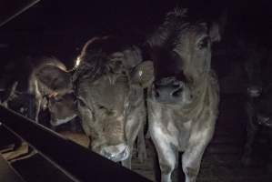 Cattle waiting in slaughterhouse holding pens - Captured at Gathercole's Carrum Downs Abattoir, Carrum Downs VIC Australia.