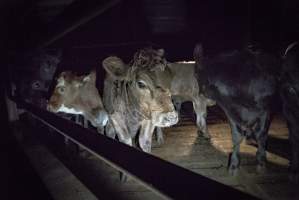 Cattle waiting in slaughterhouse holding pens - Captured at Gathercole's Carrum Downs Abattoir, Carrum Downs VIC Australia.