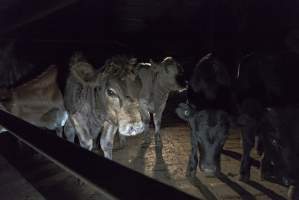 Cattle waiting in slaughterhouse holding pens - Captured at Gathercole's Carrum Downs Abattoir, Carrum Downs VIC Australia.