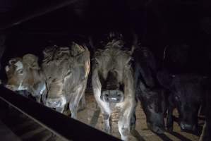 Cattle waiting in slaughterhouse holding pens - Captured at Gathercole's Carrum Downs Abattoir, Carrum Downs VIC Australia.