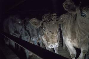 Cattle waiting in slaughterhouse holding pens - Captured at Gathercole's Carrum Downs Abattoir, Carrum Downs VIC Australia.