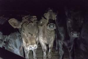 Cattle waiting in slaughterhouse holding pens - Captured at Gathercole's Carrum Downs Abattoir, Carrum Downs VIC Australia.