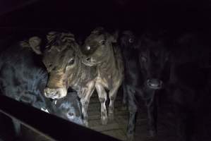 Cattle waiting in slaughterhouse holding pens - Captured at Gathercole's Carrum Downs Abattoir, Carrum Downs VIC Australia.