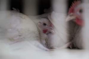 Captured at Baiada Poultry, Laverton North VIC Australia.