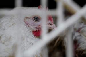 Captured at Baiada Poultry, Laverton North VIC Australia.