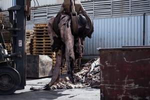 Dead cow skins at tannery. - Captured at Unknown tannery, Pipe Road, Laverton North VIC.