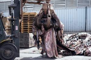 Dead cow skins at tannery. - Captured at Unknown tannery, Pipe Road, Laverton North VIC.