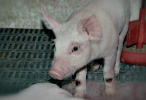 Piglet with pressure sores - Captured at SA.