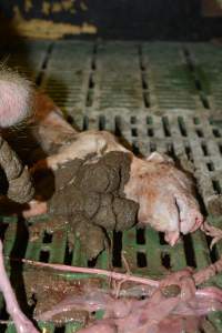 Still born piglet - Captured at SA.