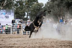 Captured at Great Western Rodeo, Great Western VIC Australia.