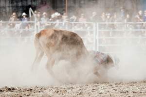 Captured at Great Western Rodeo, Great Western VIC Australia.