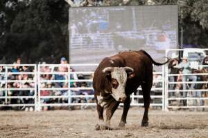 Captured at Great Western Rodeo, Great Western VIC Australia.