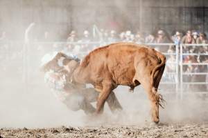 Captured at Great Western Rodeo, Great Western VIC Australia.