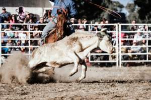 Captured at Great Western Rodeo, Great Western VIC Australia.